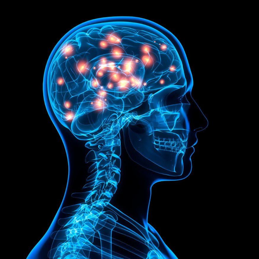 Brain illustration